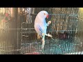 multan sunday birds market rasheedabad 11 january 2025 pakistan bird market video