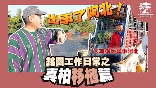 出事了阿北！將在外流浪多年的兄弟姐妹接回來，結果！？ Repotting trees in early spring 2022.｜台灣銘園庭園美術館