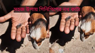 গিনিপিগ এর নখের পরিচর্যা