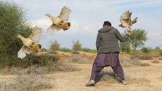 Wonderful partridge hunting with katta || Best goshawk hunting Jan:22 || Raptors Today