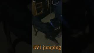 pet EVI jumping #shorts