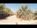 Ajwa Date Palm grove near Fort khyber and Al= Saman city of Saudi Arabia 🇸🇦.