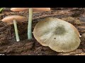 magic mushrooms of north america alan rockefeller 2023 at olympic peninsula fungi festival