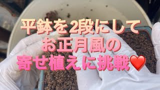 #26【多肉植物】2025年、お正月風寄せ植えに挑戦❣️