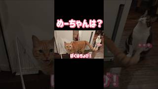 甘え方が対照的な２匹の猫#shorts #cutecat #cats