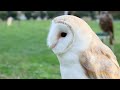 cute owl