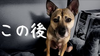 虐待で器官が曲がった犬アッチャンがキレたら!?どうなるの？