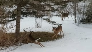 Frolicking Deer