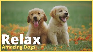 Música Relaxante Cães Maravilhosos🐕‍🦺Relaxing Music Amazing Dogs🐶