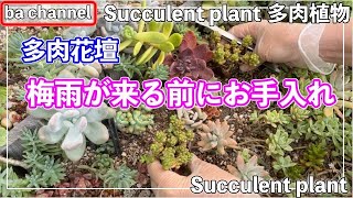 425{多肉植物} 今年は梅雨入り早い⁉️暴れセダムを葉挿し苗へ【多肉事】【多肉花壇】【屋根付き花壇】【地植え多肉】【ba多肉】【Succulent】