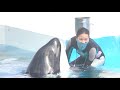 頑張った子に　ごほうび♡【2021年5月31日14 00のショー終了後】orca performance kamogawa sea world japan