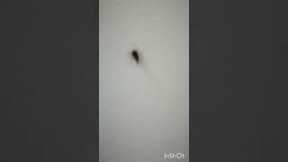 common cockroach spotted#asmr #pest#short