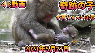 【赤ちゃん・ニホンザル・４K動画】奇跡の弟君　New Dropping Eyes Family　奇跡のコダマ君