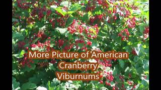 About    Growing the American Cranberry Bush