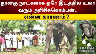 நான்கு நாட்களாக ஒரே இடத்தில உலா வரும் அரிசிக்கொம்பன்.. என்ன காரணம்? | Arikomban | PTT