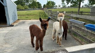 Lake Metropark Farmpark Part 1