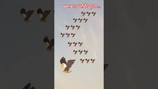 ఆకాశాన ఎగిరే మైనా..🦅#trending #shorts @Vschannel1987 #love #sky #birds