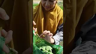 Tanaman liar ini enak sekali, pernah ada yang coba makan ?? #short #krokot #pecel #plecing