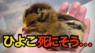 【重要】ひよこが死にそうな時にするべき対応3選。