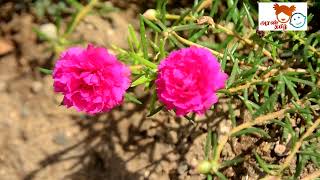 டேபிள் ரோஸ் ஈசியாக வளர்க்கலாம் வாங்க | Table Rose propagation | easy gardening | #happygardening