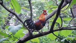 जंगली मुर्गा!! wild cock की आवाज।🙂🙂#wildlife #mp #short #viral short  #2022