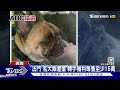 轉手可賣15萬 美國男遛「法鬥」愛犬遭飛車抱走｜tvbs新聞