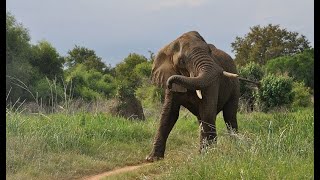 Crazy African Elephant at Ridiyagama Safari Park