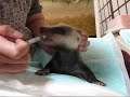 アナグマの赤ちゃん