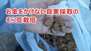 お金をかけない自家採取のそら豆の栽培