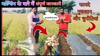 मल्चिंग पर की लहसुन की खेती क्या है फायदे और चुनौतियां 🧄 garlic farming on mulching 🧄