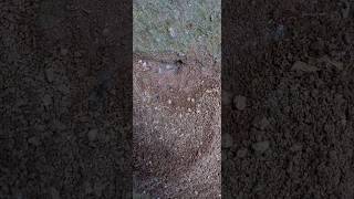 Ant hill කුහුඹු ගුලක්🐜 #youtubeshorts #nature #cute