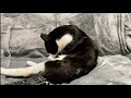 ひたすら癒される猫のグルーミングとゴロゴロ音🎧asmr_cat grooming 59