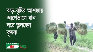 কুড়িগ্রামে ঝড়-বৃষ্টির আশঙ্কায় উচ্চমূল্যে মজুরি দিয়ে ধান ঘরে তুলছেন কৃষক