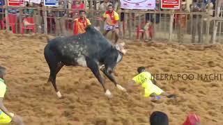 dharmapuri jallikattu2023 || தர்மபுரி ஜல்லிக்கட்டு ||