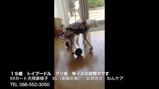 トイプードルのクリ君　犬用車椅子の調整中