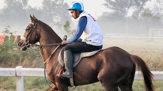 Beautiful Thoroughbred Race Horse Morning Workout | Lahore Race Club