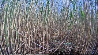 Latvian Bittern 2015 06 08  both young bittern from nest 9:19