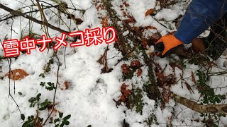 雪中ナメコ採り