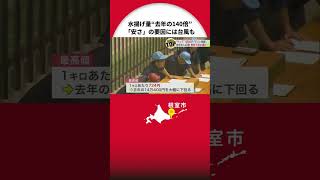 👆本編はこちら👆「これくらいの値段なら家族で食べられる」 秋の味覚“サンマ”が67トン初水揚げ―2023年の140倍！ 地元では1匹80円で販売今後は札幌市などでも販売へ 北海道根室市