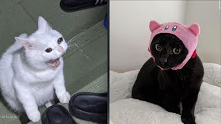 Funny Moments of Cats | Funny  Compilation - Fails Of The Week #29