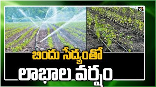 బిందు సేద్యంతో లాభాల వర్షం | Farmers Earns Huge Profits With Drip Irrigation | Matti Manishi | 10TV