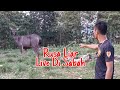 RUSA / PAYAU LIAR LAHAD DATU SABAH