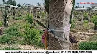 Senzara Life Care Chandan With Dragon Fruit Farming....|