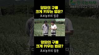 [한국농수산TV] 양파의 구를 크게 키우는 법은? 초보농부의 고백 #켈팍#케이플러스#하이파케미털