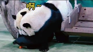 圓寶進場遲一步，筍子被圓圓吃光光|熊貓貓熊The Giant Panda Yuan Yuan and Yuan Bao|台北市立動物園