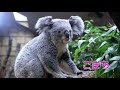 【東山動植物園公式】コアラ２頭（こまち　きらら）の旅立ちの日 《 コアラ 》