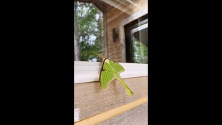 LUNA MOTH ✨ Spiritual meaning