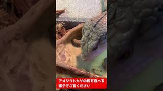 【アオジタトカゲ】餌をむしゃむしゃ食べる