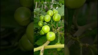 Wild Eggplant#vegetables