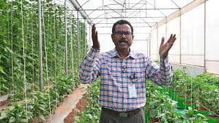 Protected Cultivation of Capsicum in Polyhouse | ಪಾಲಿಹೌಸ್‌ನಲ್ಲಿ ಕ್ಯಾಪ್ಸಿಕಂ ಸಂರಕ್ಷಿತ ಬೇಸಾಯ